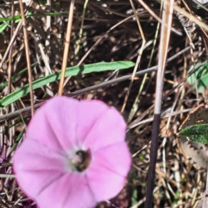 Apiformes (informal group) at Justice Robert Hope Reserve (JRH) - 27 Jan 2024