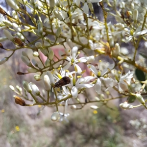 Nemophora (genus) at Justice Robert Hope Reserve (JRH) - 27 Jan 2024