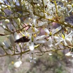 Nemophora (genus) at Justice Robert Hope Reserve (JRH) - 27 Jan 2024