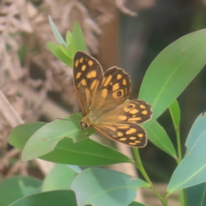 Heteronympha paradelpha at Monga National Park - 26 Jan 2024