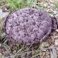 Calvatia cyathiformis at Yass River, NSW - 26 Jan 2024 by SenexRugosus