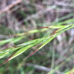 Rytidosperma (genus) (Wallaby Grass) at Hall, ACT - 12 Jan 2024 by strigo