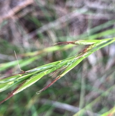 Rytidosperma sp. (Wallaby Grass) at Hall, ACT - 12 Jan 2024 by strigo