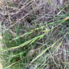 Rytidosperma sp. at Hall, ACT - 12 Jan 2024