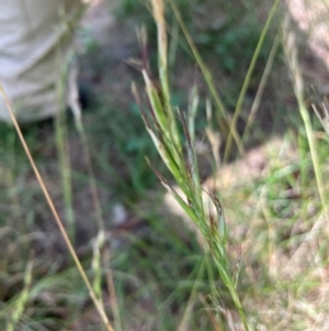 Rytidosperma sp. at Hall, ACT - 12 Jan 2024