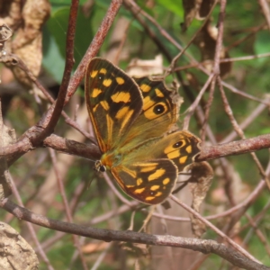 Heteronympha paradelpha at Monga National Park - 26 Jan 2024