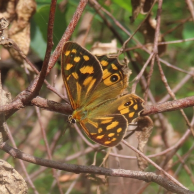 Heteronympha paradelpha (Spotted Brown) at Monga National Park - 26 Jan 2024 by MatthewFrawley