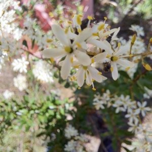 Mordellidae (family) at Justice Robert Hope Reserve (JRH) - 27 Jan 2024