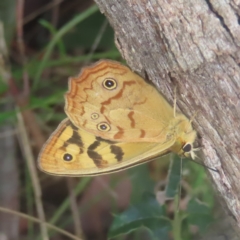 Heteronympha paradelpha (Spotted Brown) at Monga, NSW - 25 Jan 2024 by MatthewFrawley