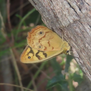 Heteronympha paradelpha at Monga National Park - 26 Jan 2024 10:48 AM