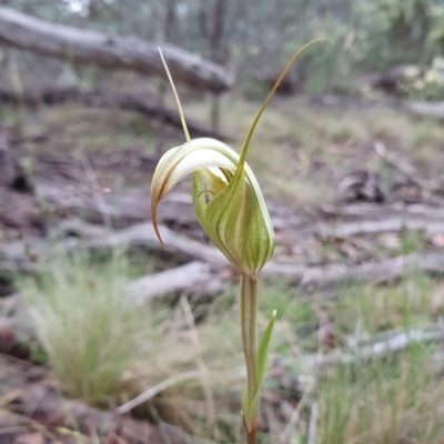 Diplodium reflexum (Dainty Greenhood) at Namadgi National Park - 25 Jan 2024 by shoko