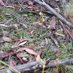 Diplodium reflexum at Namadgi National Park - 26 Jan 2024