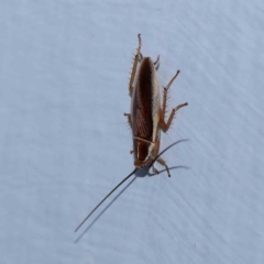 Balta bicolor (A balta cockroach) at Turner, ACT - 23 Jan 2024 by ConBoekel