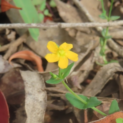 Hypericum gramineum (Small St Johns Wort) at QPRC LGA - 25 Jan 2024 by MatthewFrawley