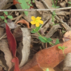 Hypericum gramineum at QPRC LGA - 26 Jan 2024