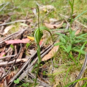 Diplodium decurvum at Namadgi National Park - 26 Jan 2024