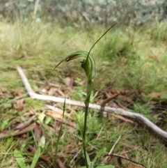 Diplodium decurvum at Namadgi National Park - 26 Jan 2024