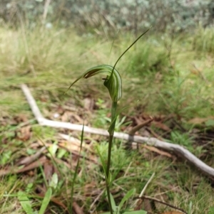 Diplodium decurvum at Namadgi National Park - 26 Jan 2024