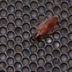 Unverified Cockroach (Blattodea, several families) at Turner, ACT - 23 Jan 2024 by ConBoekel