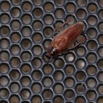 Unverified Cockroach (Blattodea, several families) at Turner, ACT - 23 Jan 2024 by ConBoekel