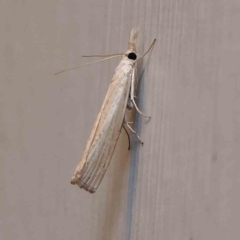 Culladia cuneiferellus at Turner, ACT - 22 Jan 2024 09:19 PM