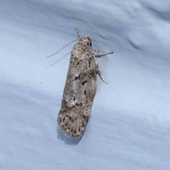 Philobota philostaura (A Concealer moth (Philobota group)) at Turner, ACT - 23 Jan 2024 by ConBoekel