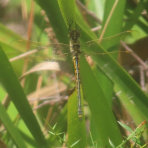 Hemicordulia tau at Monga National Park - 26 Jan 2024