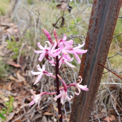 Dipodium roseum (Rosy Hyacinth Orchid) at Shannons Flat, NSW - 26 Jan 2024 by shoko