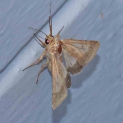 Helicoverpa (genus) (A bollworm) at Turner, ACT - 22 Jan 2024 by ConBoekel