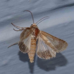 Helicoverpa (genus) at Turner, ACT - 22 Jan 2024
