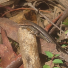 Lampropholis guichenoti (Common Garden Skink) at Monga National Park - 25 Jan 2024 by MatthewFrawley