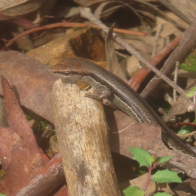 Lampropholis guichenoti (Common Garden Skink) at QPRC LGA - 25 Jan 2024 by MatthewFrawley