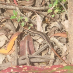 Lampropholis guichenoti at Monga National Park - 26 Jan 2024