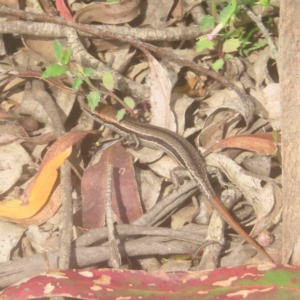 Lampropholis guichenoti at Monga National Park - 26 Jan 2024 10:30 AM