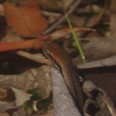 Lampropholis guichenoti at Monga National Park - 26 Jan 2024