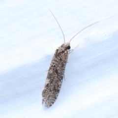 Lepidoscia adelopis, annosella and similar species (A Case moth) at Turner, ACT - 23 Jan 2024 by ConBoekel