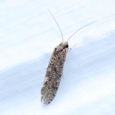 Lepidoscia adelopis, annosella and similar species (A Case moth) at Turner, ACT - 23 Jan 2024 by ConBoekel