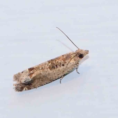 Crocidosema plebejana (Cotton Tipworm Moth) at Turner, ACT - 22 Jan 2024 by ConBoekel