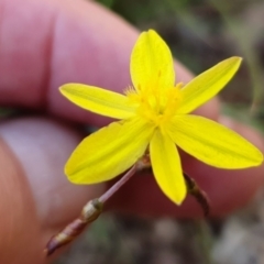 Tricoryne elatior (Yellow Rush Lily) at Gunning, NSW - 27 Jan 2024 by JohnS