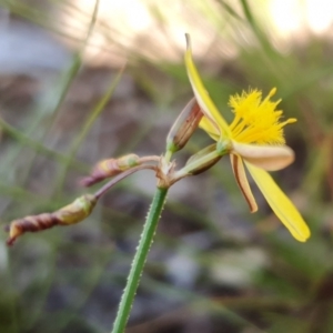 Tricoryne elatior at Gunning Bush Block - 27 Jan 2024