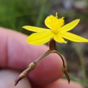 Tricoryne elatior at Gunning Bush Block - 27 Jan 2024