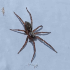 Badumna sp. (genus) (Lattice-web spider) at Turner, ACT - 23 Jan 2024 by ConBoekel