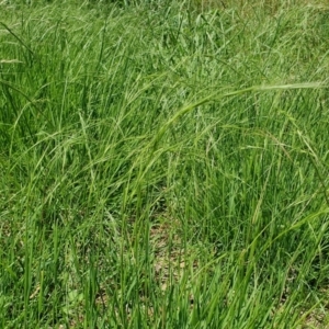 Microlaena stipoides at Gunning Bush Block - 27 Jan 2024