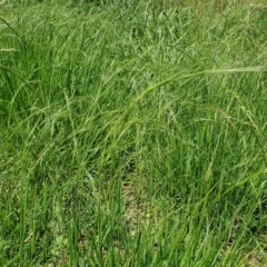 Microlaena stipoides (Weeping Grass) at Gunning, NSW - 27 Jan 2024 by JohnS