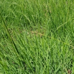 Microlaena stipoides at Gunning Bush Block - 27 Jan 2024