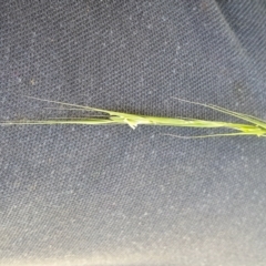 Microlaena stipoides at Gunning Bush Block - 27 Jan 2024