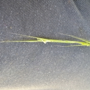 Microlaena stipoides at Gunning Bush Block - 27 Jan 2024