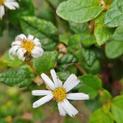 Olearia tomentosa (Toothed Daisy Bush) at Mirador, NSW - 27 Jan 2024 by BethanyDunne