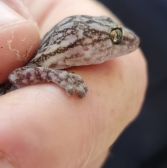 Christinus marmoratus at Cook, ACT - suppressed