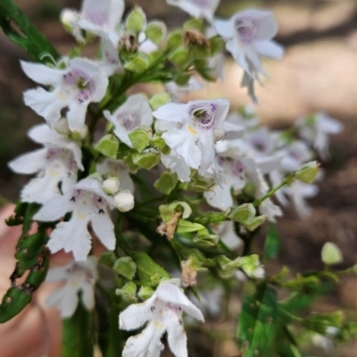 Prostanthera lasianthos (Victorian Christmas Bush) at Mirador, NSW - 27 Jan 2024 by BethanyDunne